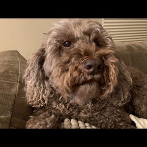 Meet your Posher, Grace